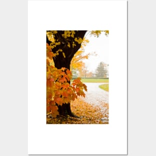 Fall Colors Posters and Art